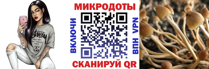 Галлюциногенные грибы Cubensis Злынка